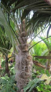 oldwomenpalm2.jpg